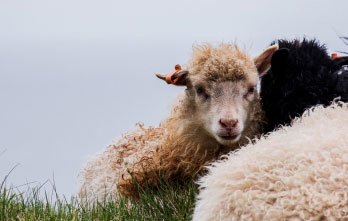 83 faroe islands trip planner tours 2.jpg